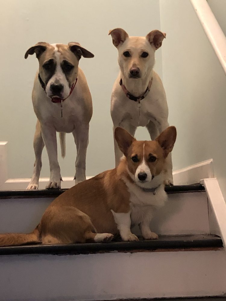 Bruce, Zoey & Penny Dow. The beloved Terranova Farm corgis