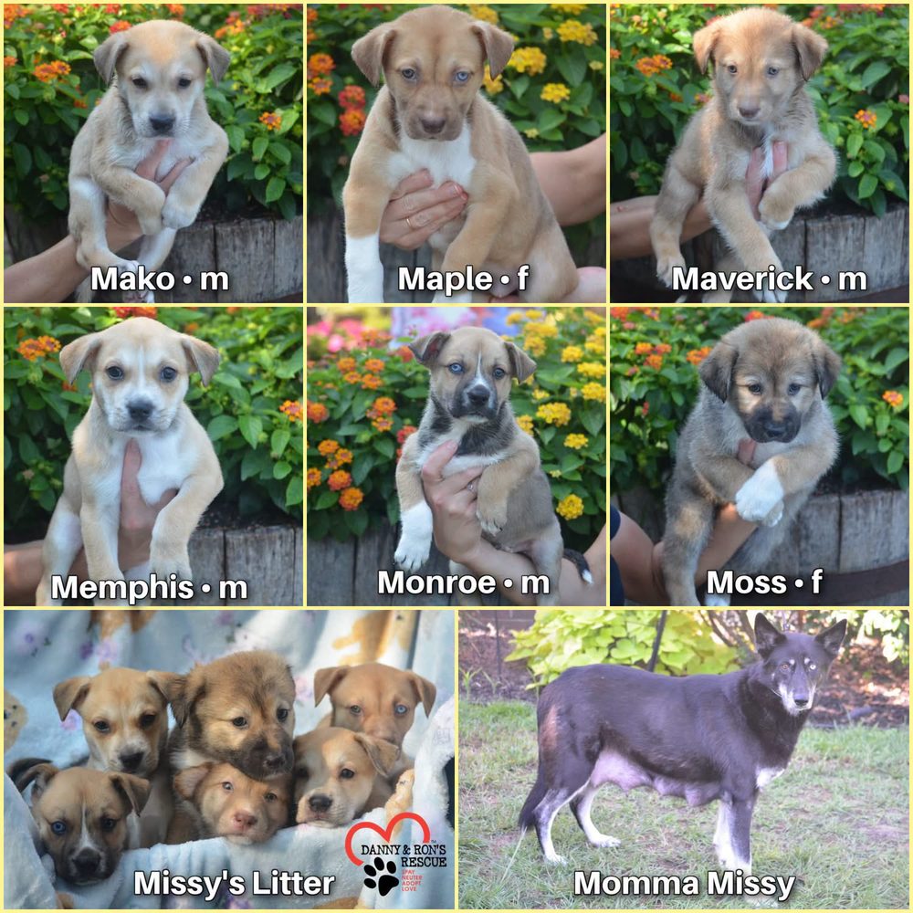 A litter of puppies up for adoption at Danny & Ron's Rescue