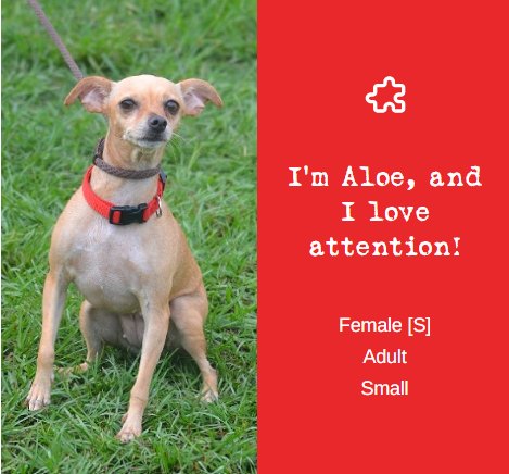 Adoptable dog from Danny & Ron's Rescue, profile 1