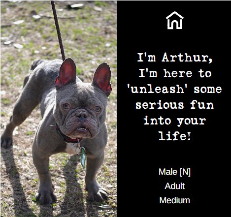 Adoptable dog from Danny & Ron's Rescue, profile 2