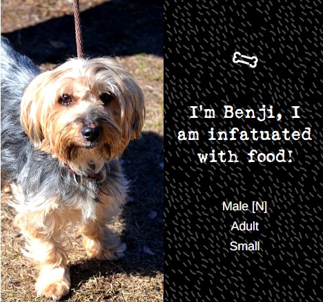 Adoptable dog from Danny & Ron's Rescue, profile 3
