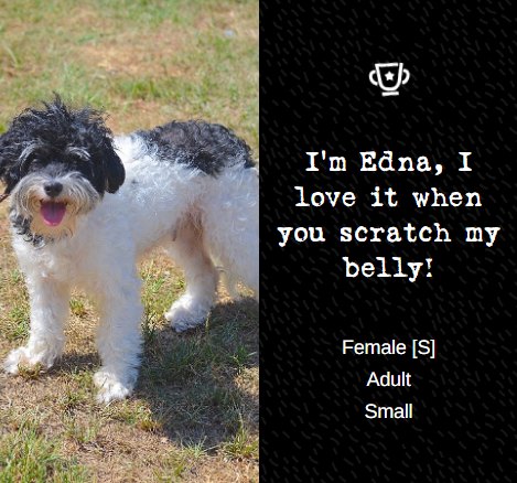 Adoptable dog from Danny & Ron's Rescue, profile 4