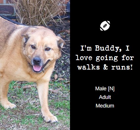 Adoptable dog from Danny & Ron's Rescue, profile 5