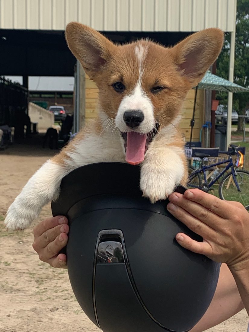 A corgi puppy peeking out of a riding helmet